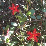 silene laciniata ssp. major